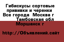 Гибискусы сортовые, прививки и черенки - Все города, Москва г.  »    . Тамбовская обл.,Моршанск г.